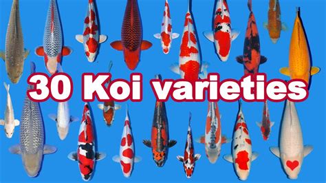 different kinds of koi fish|Koi Image Gallery: Stunning Koi Fish Images from Kodama Koi .